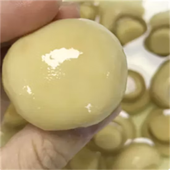 Champignons en conserve, champignons de Paris entiers dans un fournisseur de tambour